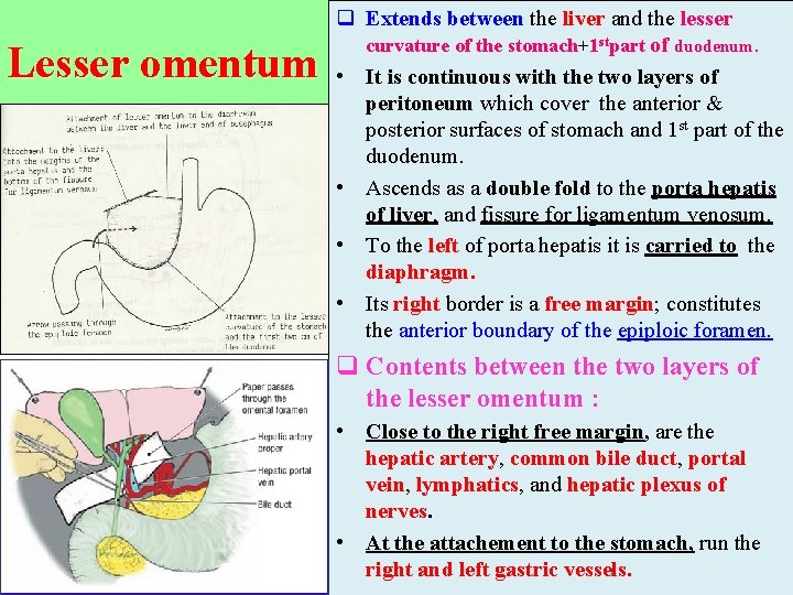 Lesser omentum q Extends between the liver and the lesser curvature of the stomach+1