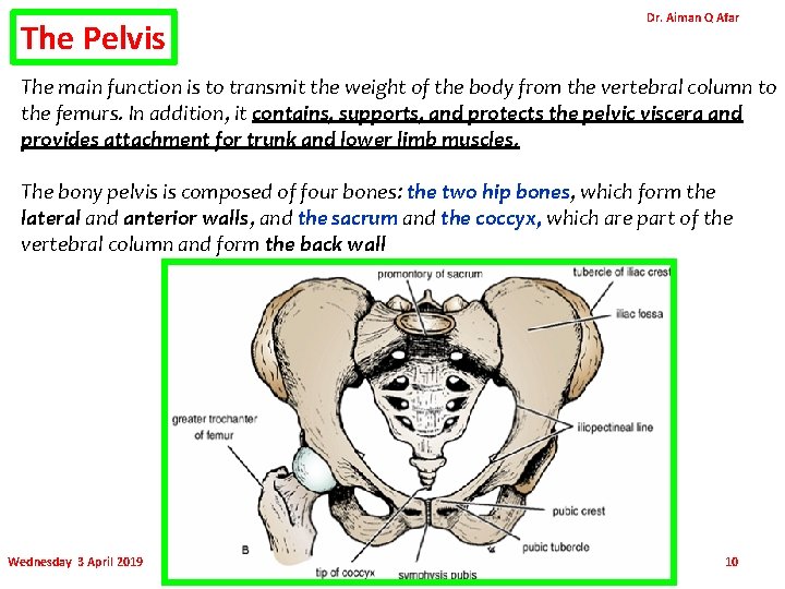 The Pelvis Dr. Aiman Q Afar The main function is to transmit the weight