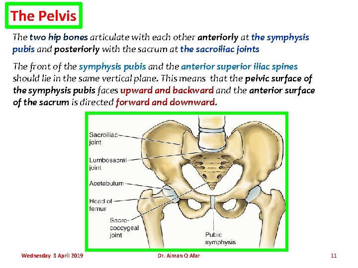 The Pelvis The two hip bones articulate with each other anteriorly at the symphysis