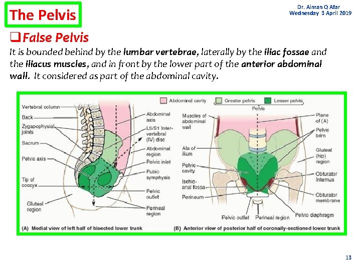 The Pelvis Dr. Aiman Q Afar Wednesday 3 April 2019 q. False Pelvis It
