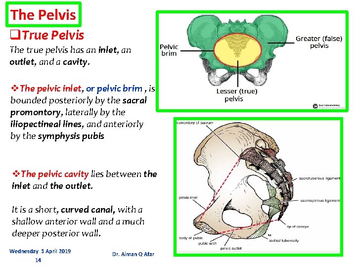 The Pelvis q. True Pelvis The true pelvis has an inlet, an outlet, and
