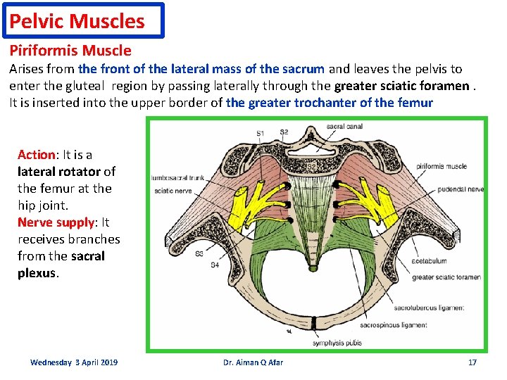 Pelvic Muscles Piriformis Muscle Arises from the front of the lateral mass of the