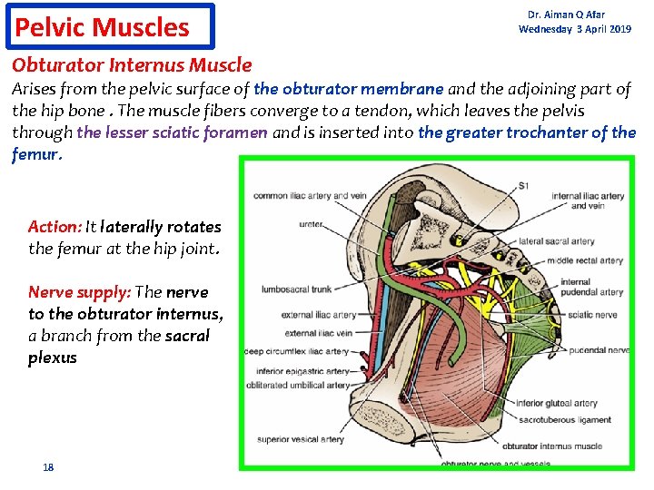 Pelvic Muscles Obturator Internus Muscle Dr. Aiman Q Afar Wednesday 3 April 2019 Arises