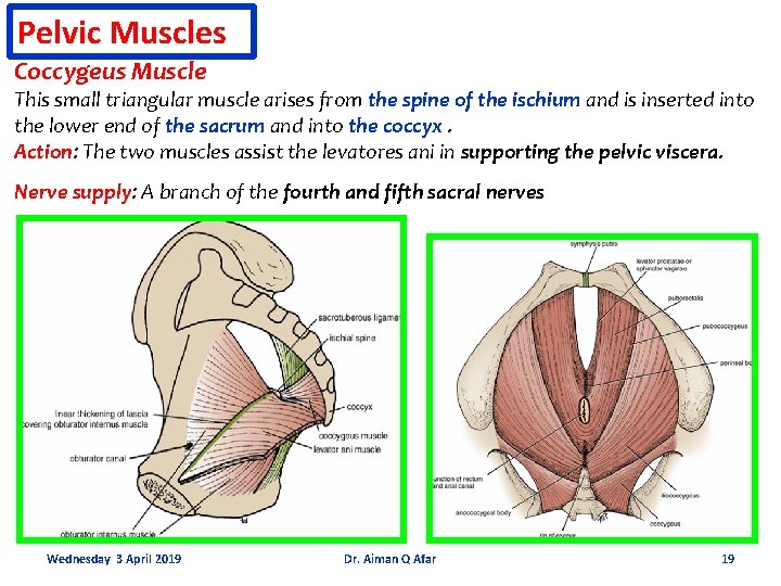 Pelvic Muscles Coccygeus Muscle This small triangular muscle arises from the spine of the