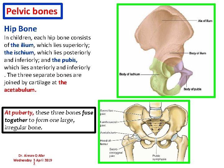 Pelvic bones Hip Bone In children, each hip bone consists of the ilium, which