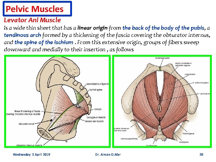 Pelvic Muscles Levator Ani Muscle Is a wide thin sheet that has a linear