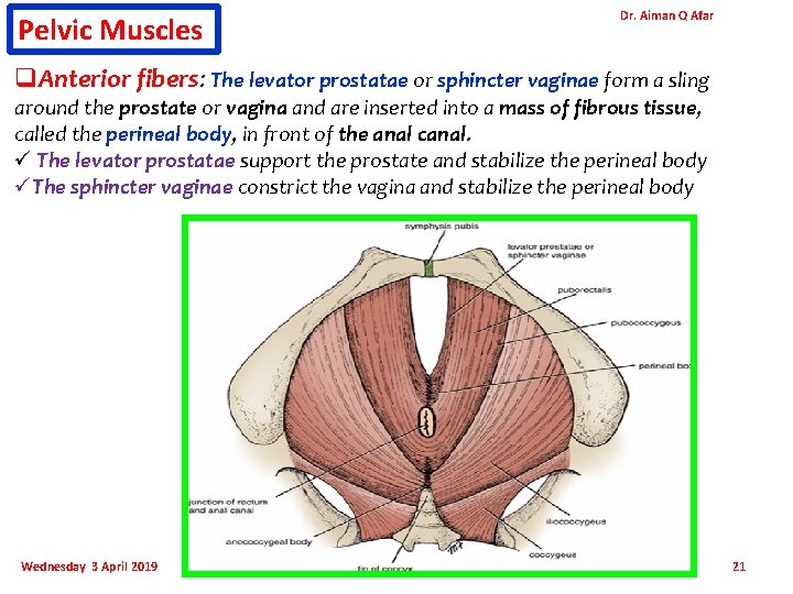 Pelvic Muscles Dr. Aiman Q Afar q. Anterior fibers: The levator prostatae or sphincter