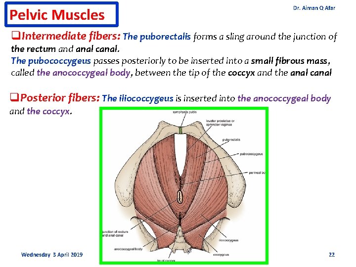 Pelvic Muscles Dr. Aiman Q Afar q. Intermediate fibers: The puborectalis forms a sling