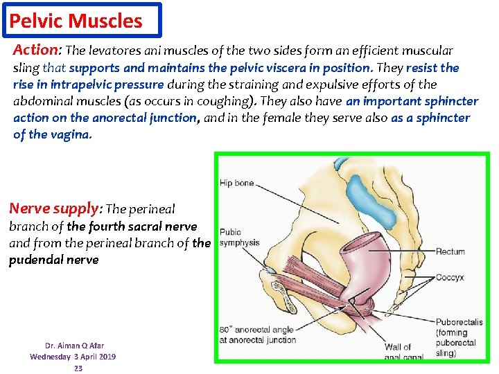 Pelvic Muscles Action: The levatores ani muscles of the two sides form an efficient