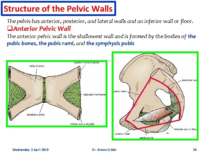 Structure of the Pelvic Walls The pelvis has anterior, posterior, and lateral walls and