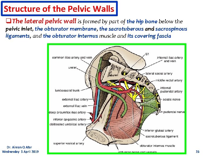 Structure of the Pelvic Walls q. The lateral pelvic wall is formed by part