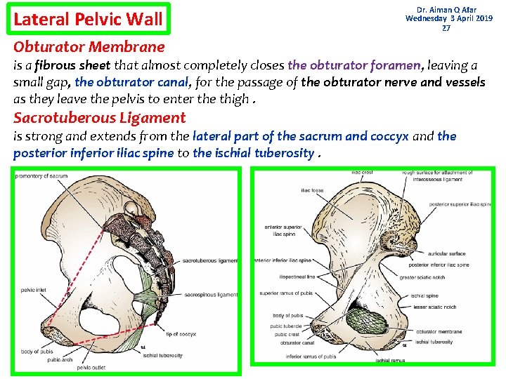Lateral Pelvic Wall Dr. Aiman Q Afar Wednesday 3 April 2019 27 Obturator Membrane