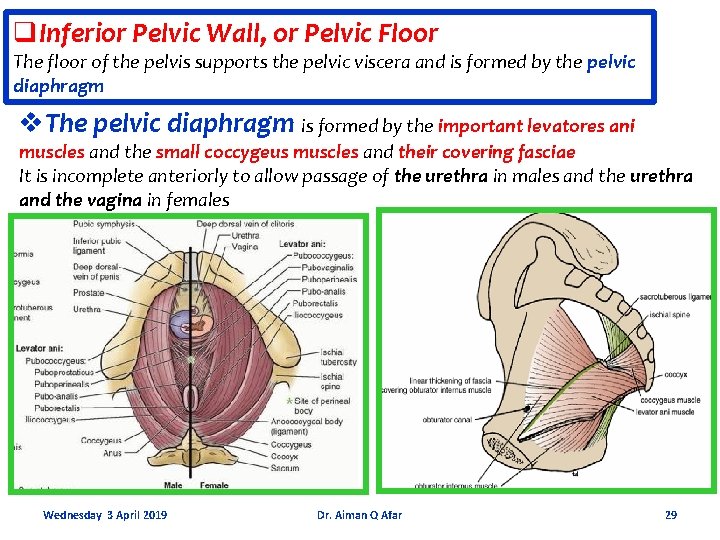 q. Inferior Pelvic Wall, or Pelvic Floor The floor of the pelvis supports the