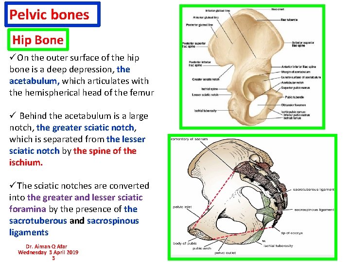Pelvic bones Hip Bone üOn the outer surface of the hip bone is a