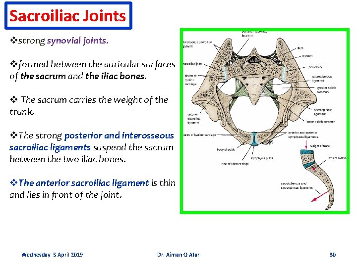 Sacroiliac Joints vstrong synovial joints. vformed between the auricular surfaces of the sacrum and
