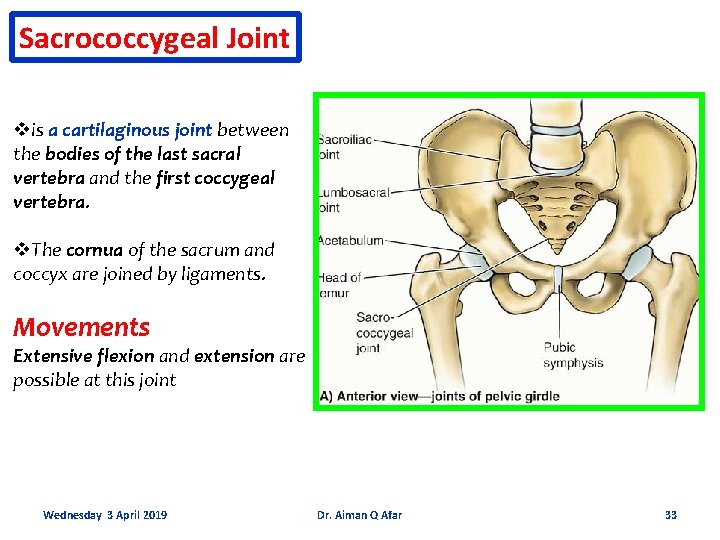 Sacrococcygeal Joint vis a cartilaginous joint between the bodies of the last sacral vertebra