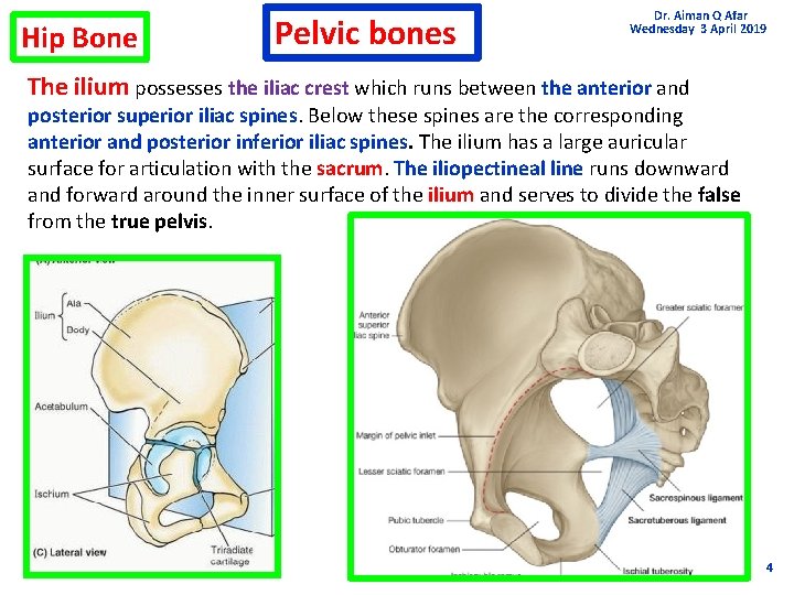 Hip Bone Pelvic bones Dr. Aiman Q Afar Wednesday 3 April 2019 The ilium