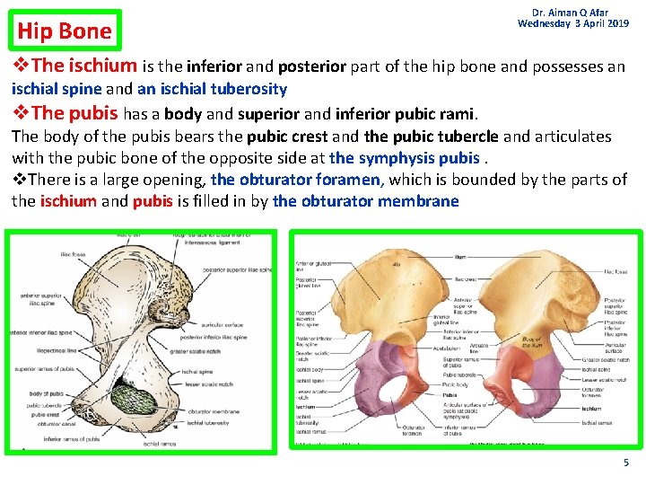 Hip Bone Dr. Aiman Q Afar Wednesday 3 April 2019 v. The ischium is