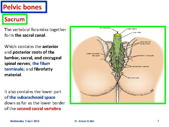 Pelvic bones Sacrum The vertebral foramina together form the sacral canal. Which contains the