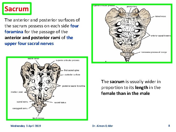 Sacrum The anterior and posterior surfaces of the sacrum possess on each side four