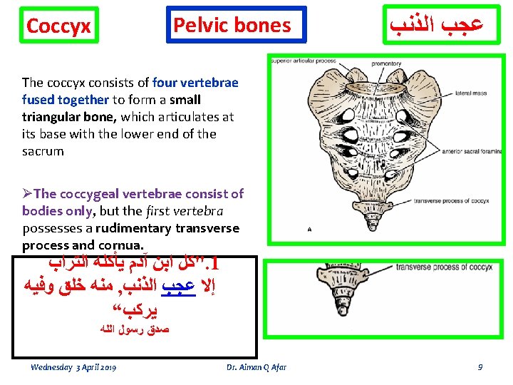 Pelvic bones Coccyx ﻋﺠﺐ ﺍﻟﺬﻧﺐ The coccyx consists of four vertebrae fused together to