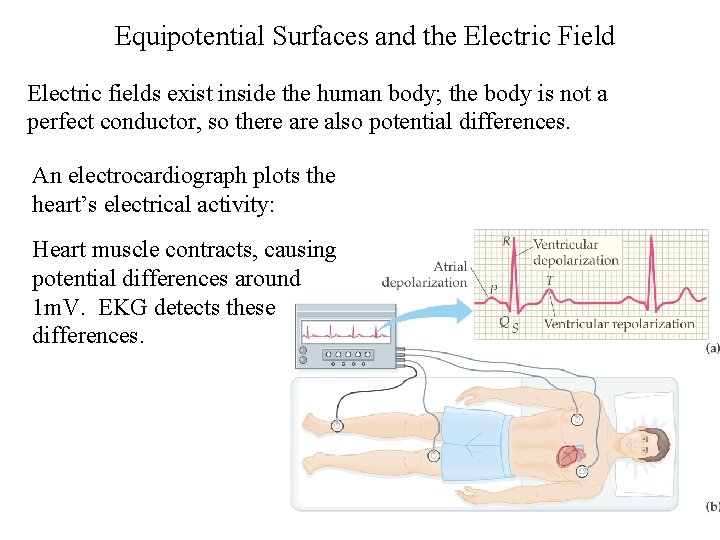 Equipotential Surfaces and the Electric Field Electric fields exist inside the human body; the