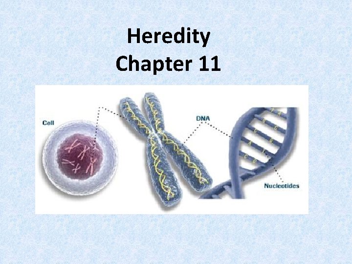 Heredity Chapter 11 Heredity Chapter 11