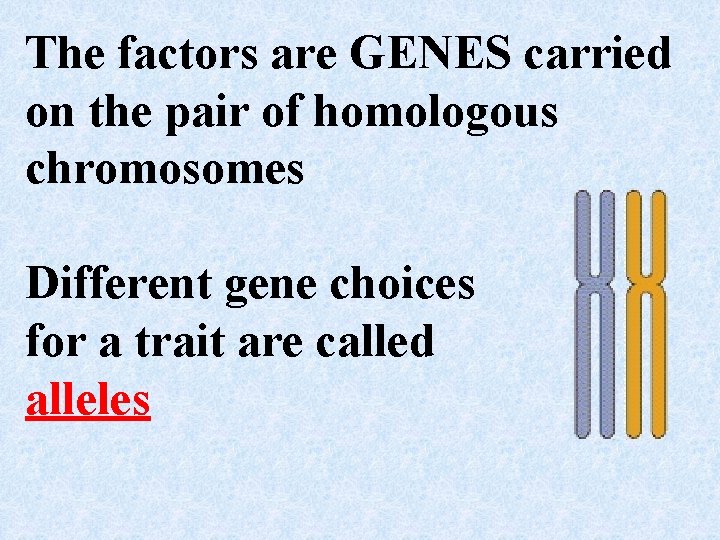 The factors are GENES carried on the pair of homologous chromosomes Different gene choices The factors are GENES carried on the pair of homologous chromosomes Different gene choices