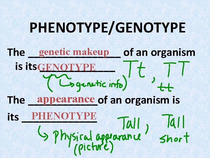 PHENOTYPE/GENOTYPE genetic makeup of an organism The ________ is its. GENOTYPE _______ appearance an PHENOTYPE/GENOTYPE genetic makeup of an organism The ________ is its. GENOTYPE _______ appearance an