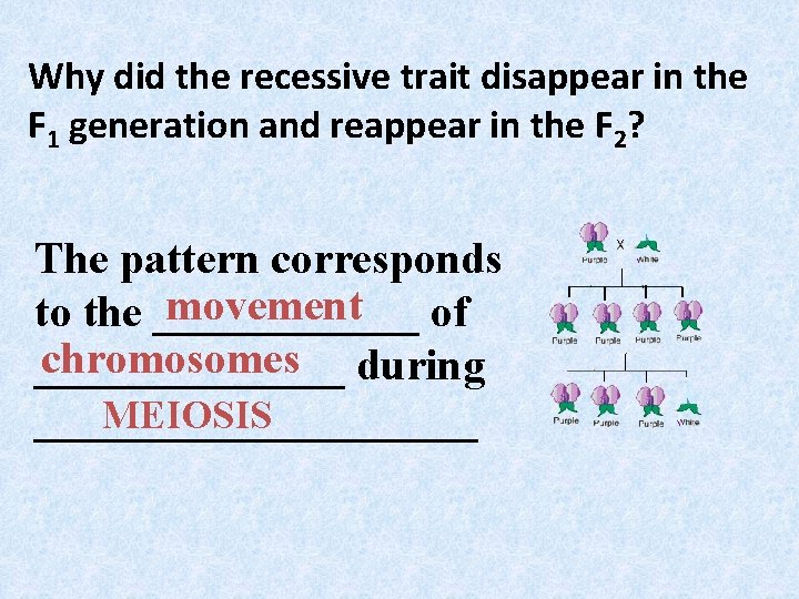 Why did the recessive trait disappear in the F 1 generation and reappear in Why did the recessive trait disappear in the F 1 generation and reappear in