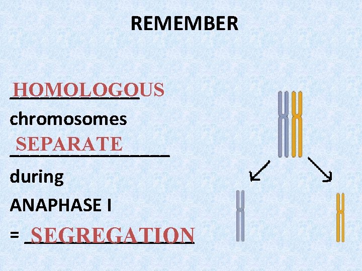 REMEMBER _______ HOMOLOGOUS chromosomes SEPARATE ________ during ANAPHASE I = _________ SEGREGATION REMEMBER _______ HOMOLOGOUS chromosomes SEPARATE ________ during ANAPHASE I = _________ SEGREGATION