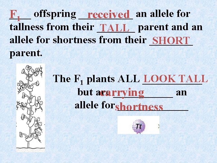 ____ offspring _____ F received an allele for 1 tallness from their _______ TALL ____ offspring _____ F received an allele for 1 tallness from their _______ TALL