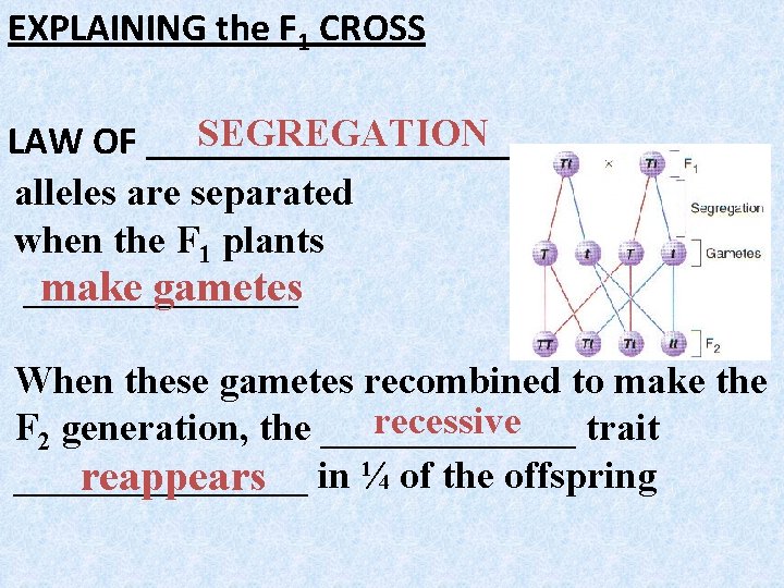 EXPLAINING the F 1 CROSS SEGREGATION LAW OF __________ alleles are separated when the EXPLAINING the F 1 CROSS SEGREGATION LAW OF __________ alleles are separated when the