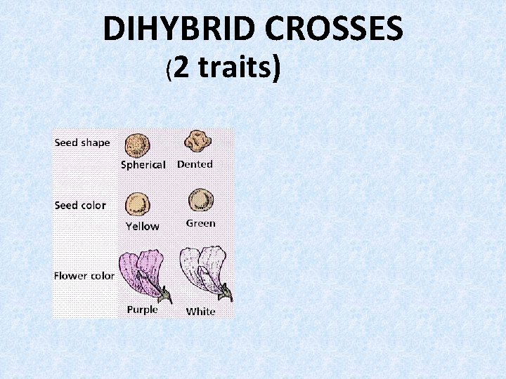 DIHYBRID CROSSES (2 traits) DIHYBRID CROSSES (2 traits)