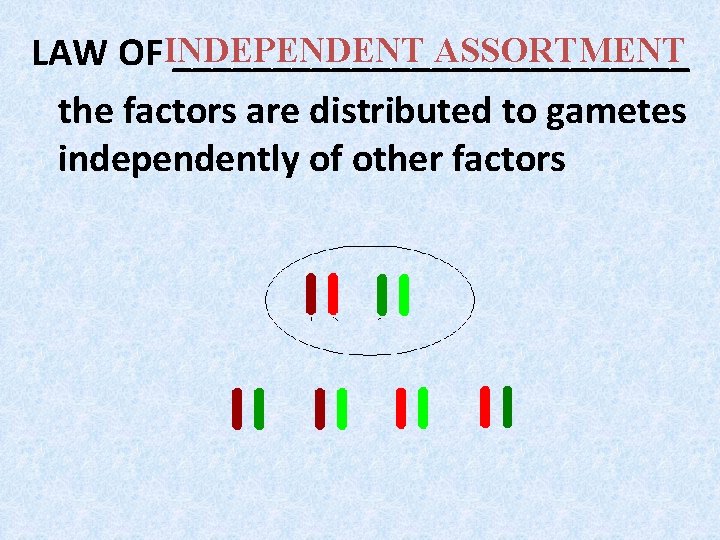ASSORTMENT LAW OFINDEPENDENT _____________ the factors are distributed to gametes independently of other factors ASSORTMENT LAW OFINDEPENDENT _____________ the factors are distributed to gametes independently of other factors