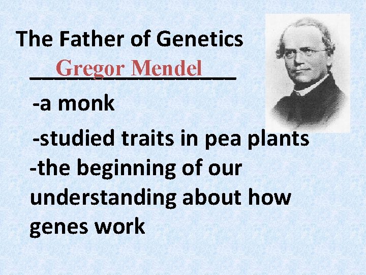 The Father of Genetics Gregor Mendel _________ -a monk -studied traits in pea plants The Father of Genetics Gregor Mendel _________ -a monk -studied traits in pea plants