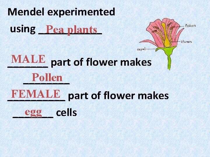 Mendel experimented using ______ Pea plants MALE part of flower makes _______ Pollen ____ Mendel experimented using ______ Pea plants MALE part of flower makes _______ Pollen ____
