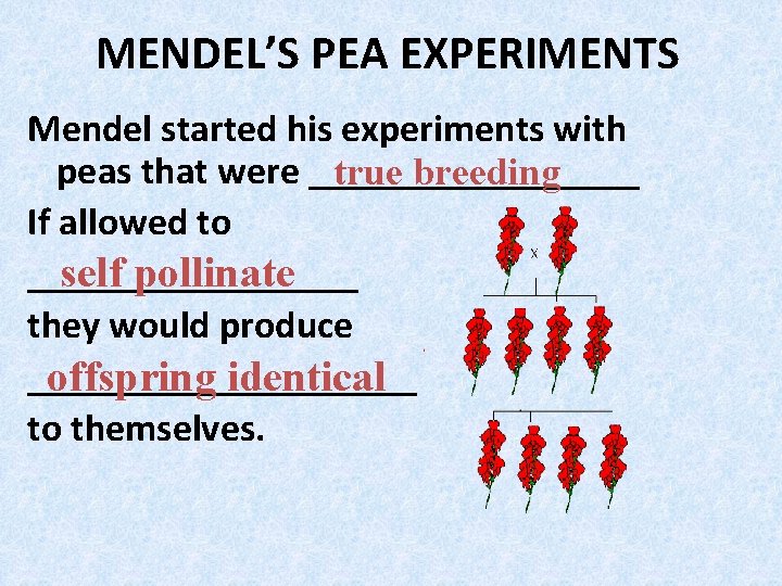 MENDEL’S PEA EXPERIMENTS Mendel started his experiments with peas that were _________ true breeding MENDEL’S PEA EXPERIMENTS Mendel started his experiments with peas that were _________ true breeding