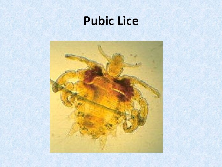 Pubic Lice 