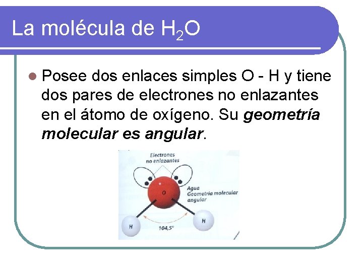 La molécula de H 2 O l Posee dos enlaces simples O - H