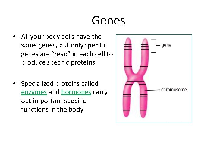 Genes • All your body cells have the same genes, but only specific genes Genes • All your body cells have the same genes, but only specific genes