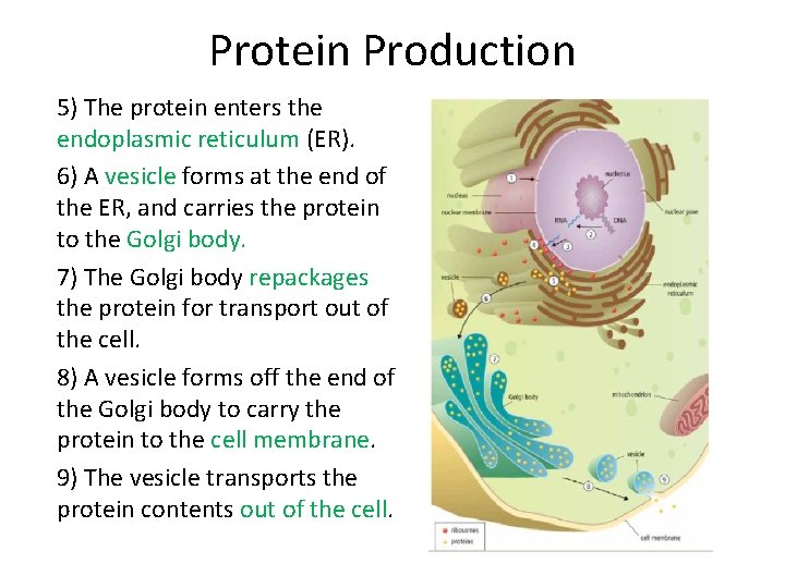 Protein Production 5) The protein enters the endoplasmic reticulum (ER). 6) A vesicle forms Protein Production 5) The protein enters the endoplasmic reticulum (ER). 6) A vesicle forms