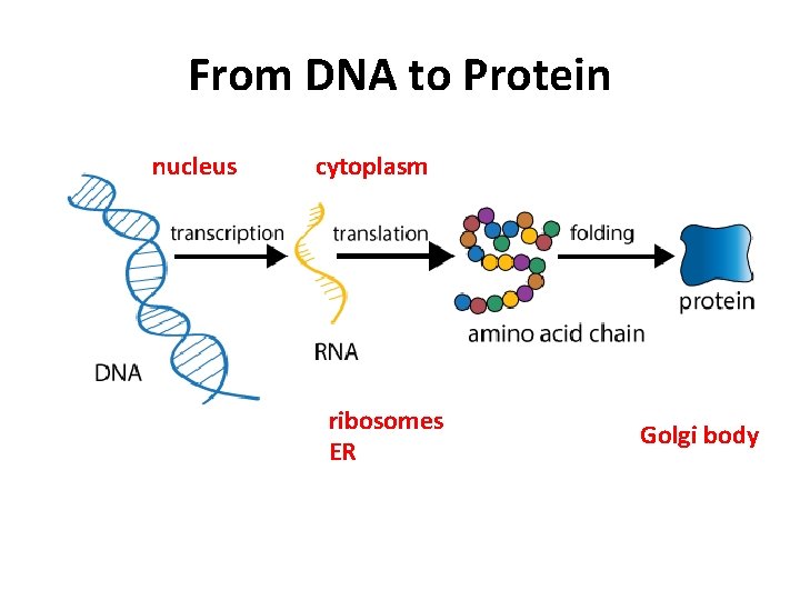 From DNA to Protein nucleus cytoplasm ribosomes ER Golgi body From DNA to Protein nucleus cytoplasm ribosomes ER Golgi body