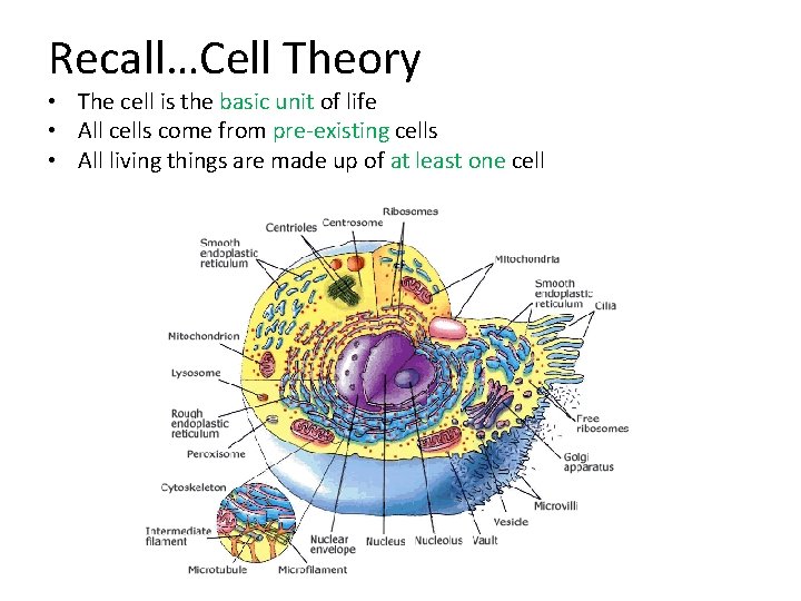 Recall…Cell Theory • The cell is the basic unit of life • All cells Recall…Cell Theory • The cell is the basic unit of life • All cells