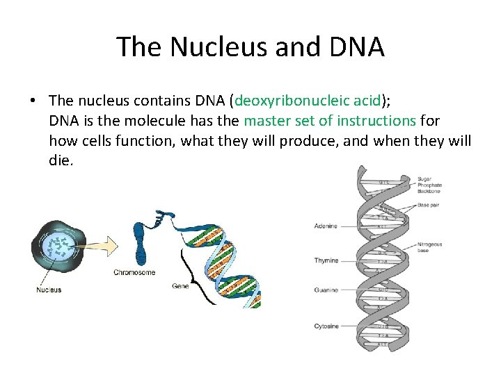 The Nucleus and DNA • The nucleus contains DNA (deoxyribonucleic acid); DNA is the The Nucleus and DNA • The nucleus contains DNA (deoxyribonucleic acid); DNA is the