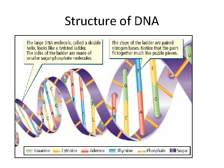 Structure of DNA Structure of DNA