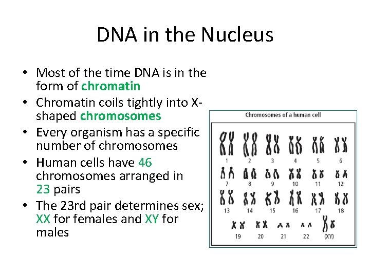 DNA in the Nucleus • Most of the time DNA is in the form DNA in the Nucleus • Most of the time DNA is in the form