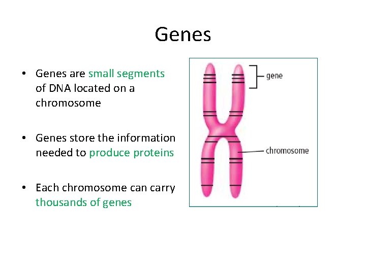 Genes • Genes are small segments of DNA located on a chromosome • Genes Genes • Genes are small segments of DNA located on a chromosome • Genes