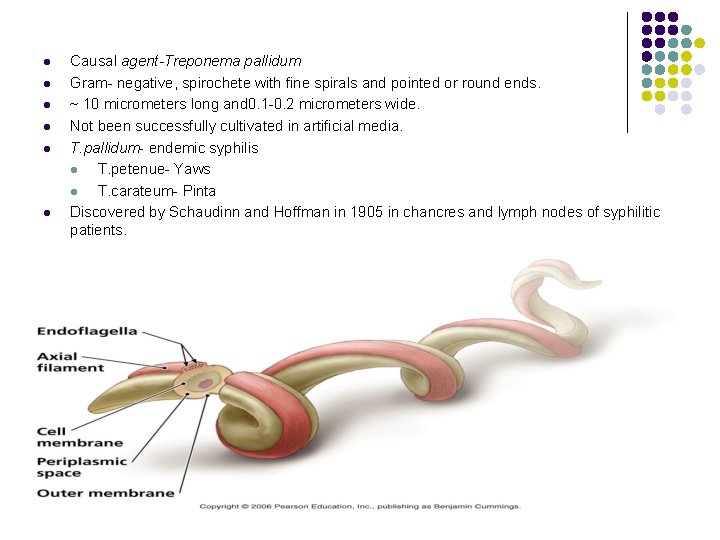 l l l Causal agent-Treponema pallidum Gram- negative, spirochete with fine spirals and pointed