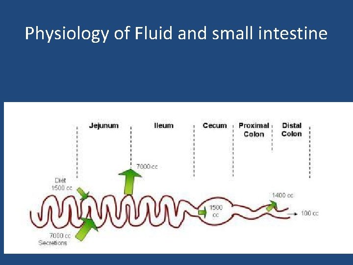 Physiology of Fluid and small intestine 